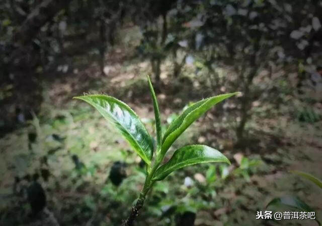 「干货分享」古六大茶山之“革登”古树茶