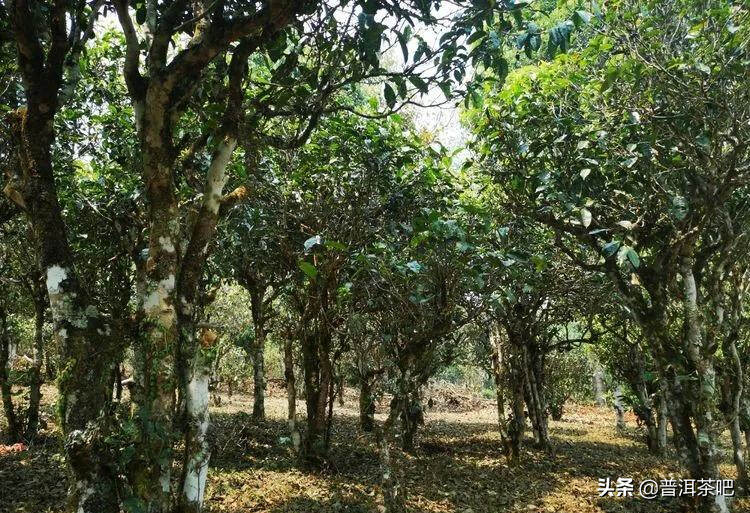 「干货分享」云南普洱茶春茶茶山行（多图欣赏）