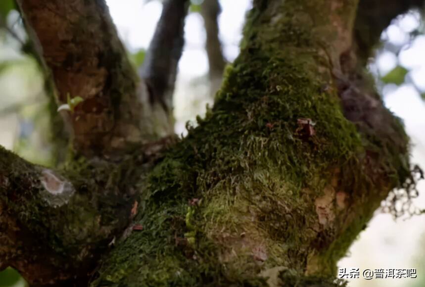 「干货分享」滑竹梁子&刮风寨，哪座茶山更能代表原始森林的味道