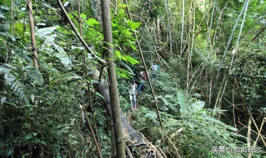 「干货分享」「瑶区」铜箐河百花潭：百花秘境 香韵犹存