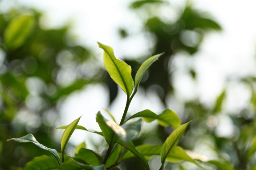 一片树叶的旅途——茶的传播