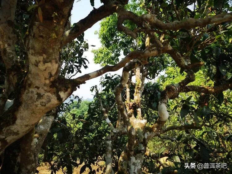 「干货分享」西双版纳普洱茶茶山行