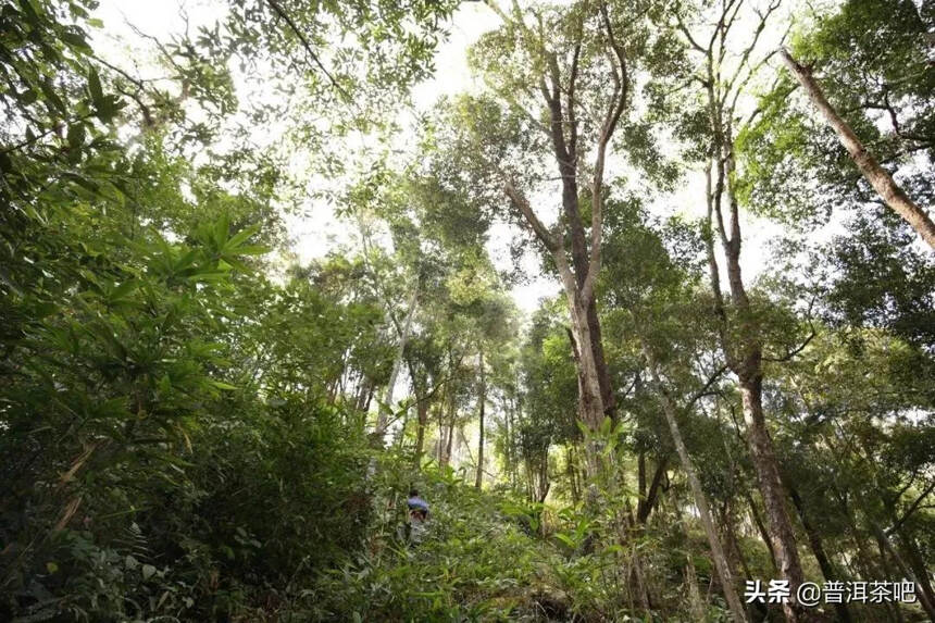 「干货分享」与铜箐河比邻而居的金厂河桃子山