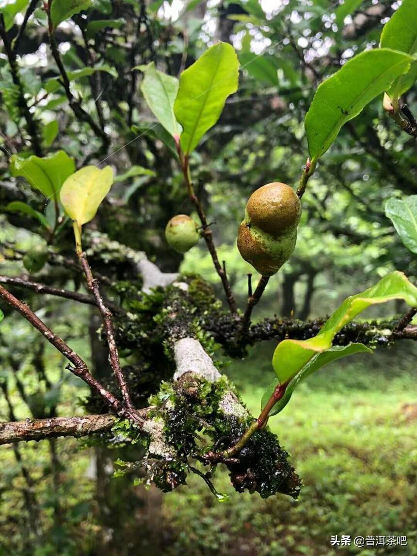 生熟普洱茶都以哪种香型为主导？