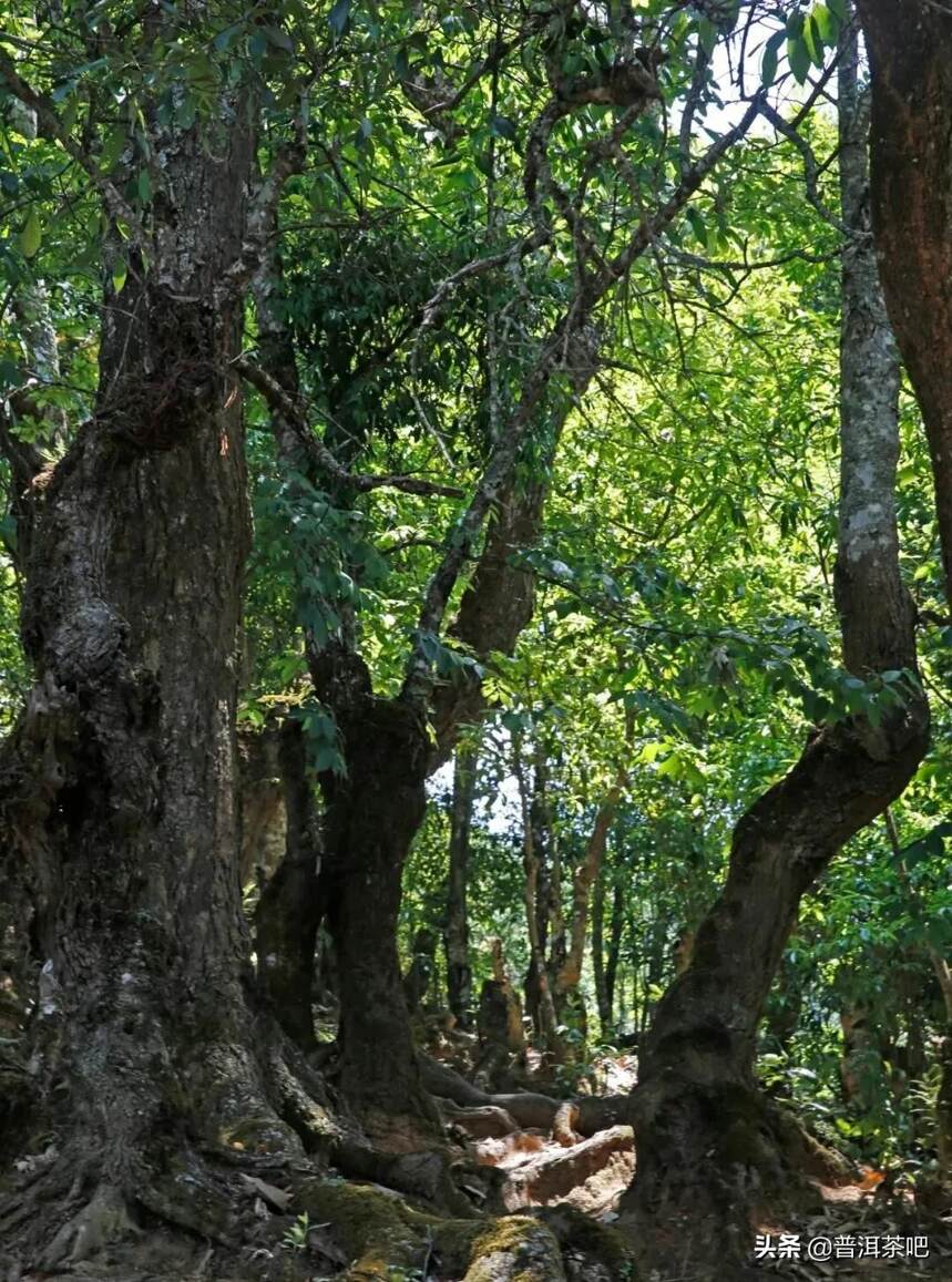 「干货分享」解析普洱茶古树茶