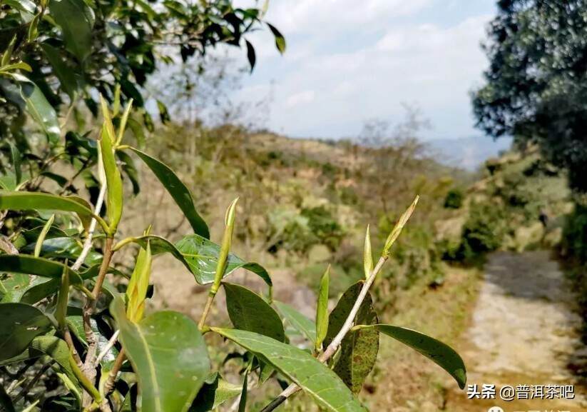 海拔对普洱茶品质的影响