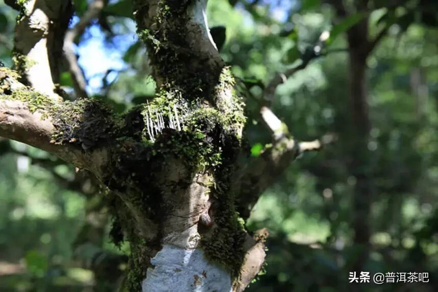 「普洱茶山」走进临沧勐库茶区