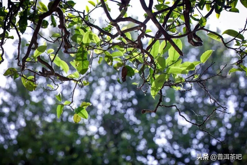 「干货分享」普洱千家寨，来自普洱古树茶区的原生之味