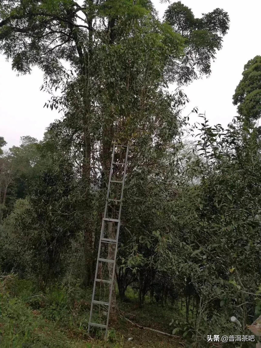 「答疑解惑」雨季喝普洱水味重茶香淡回甘弱？究竟是怎么回事？