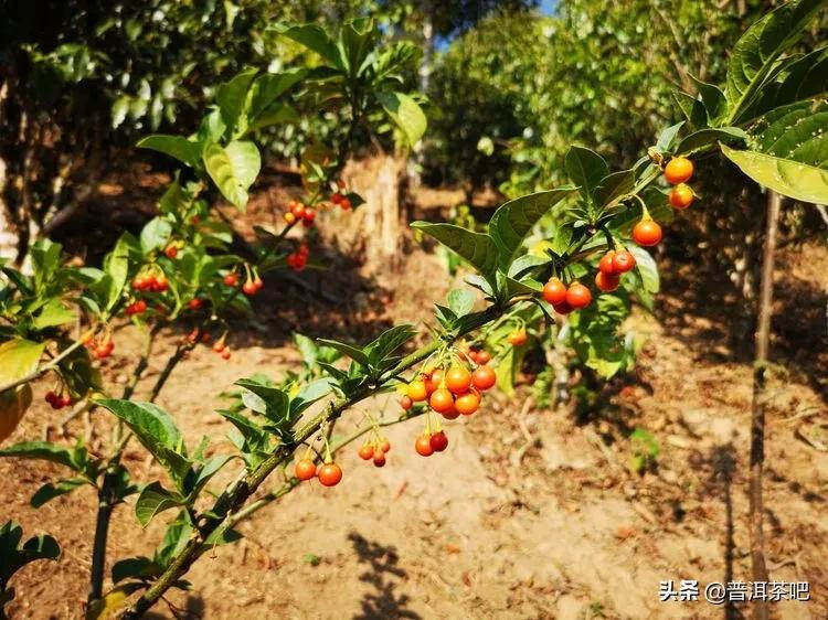 「干货分享」西双版纳普洱茶茶山行