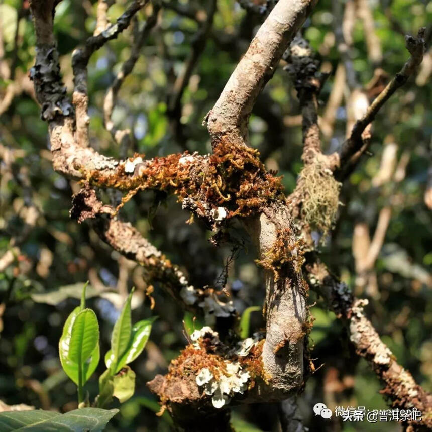 「干货分享」崛起的茶中贵族-临沧赛冰岛小户赛古树茶