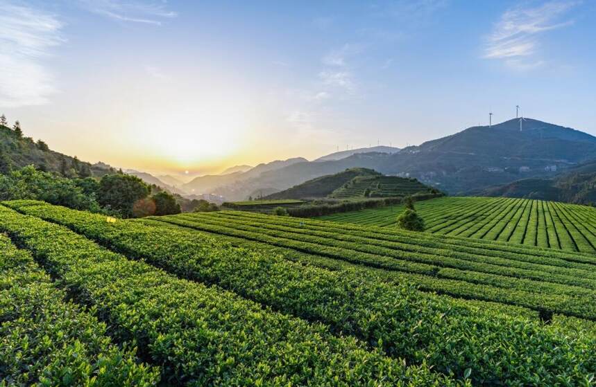 茶行业最重要的年会，第十七届中国茶业经济年会在广西三江举行