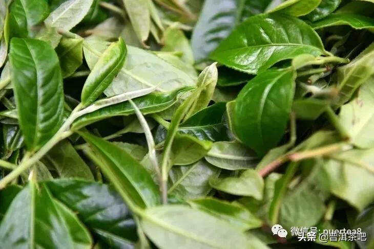 「干货分享」云南六大古茶山游记，还会发光的曼撒古茶山