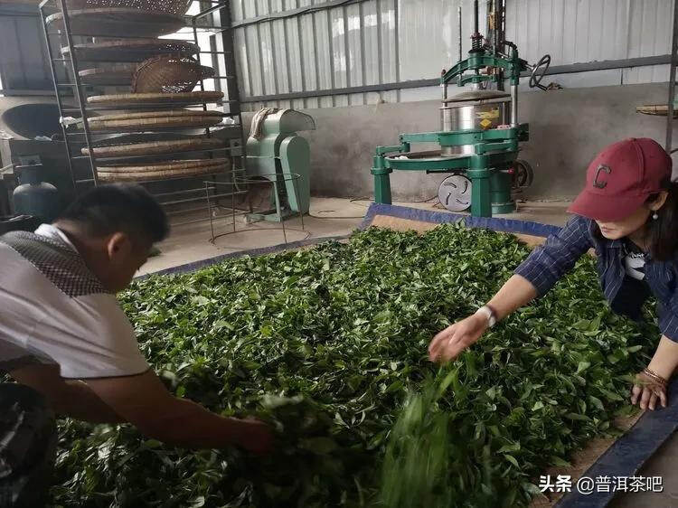 「干货分享」西双版纳普洱茶茶山行