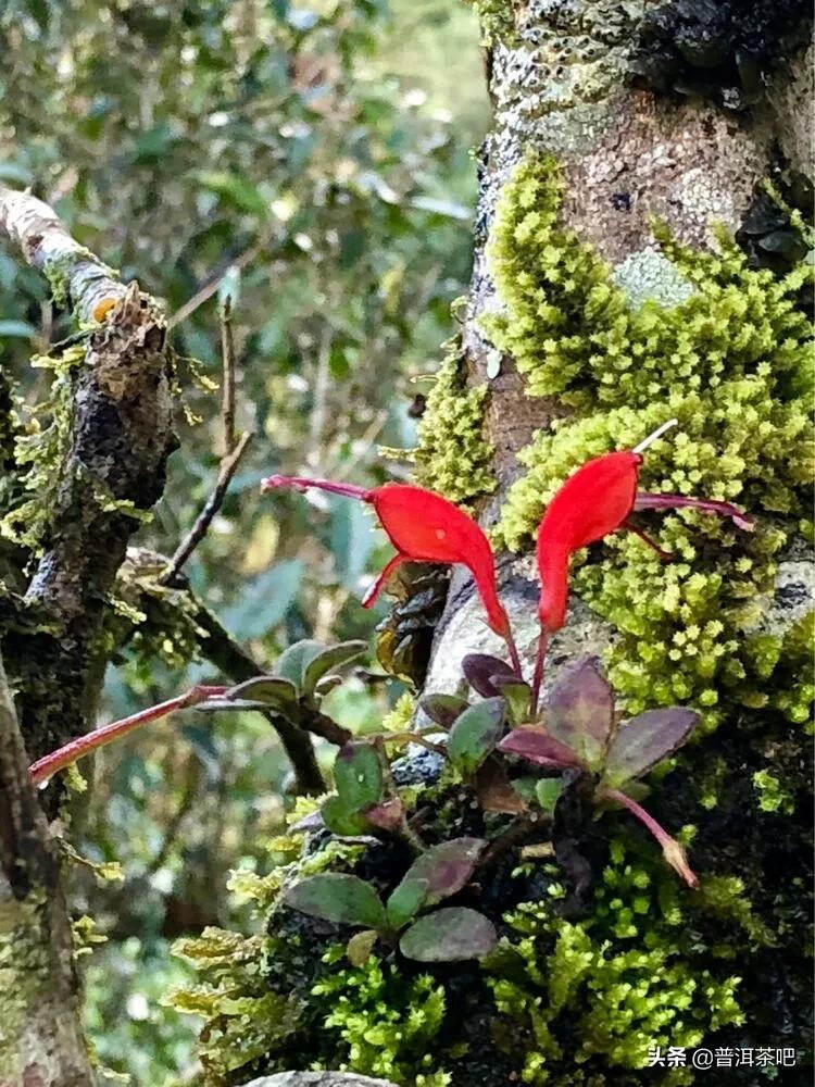 「普洱茶山行」干货分享贺开古树普洱茶兰香扑面何处来？