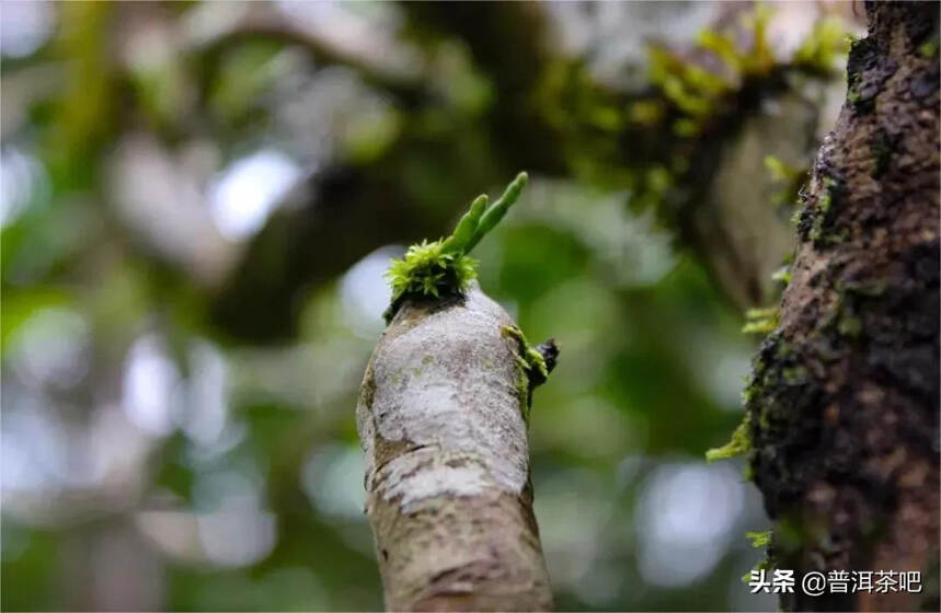 「干货分享」大平掌：普洱澜沧景迈大寨最出名的古树茶园