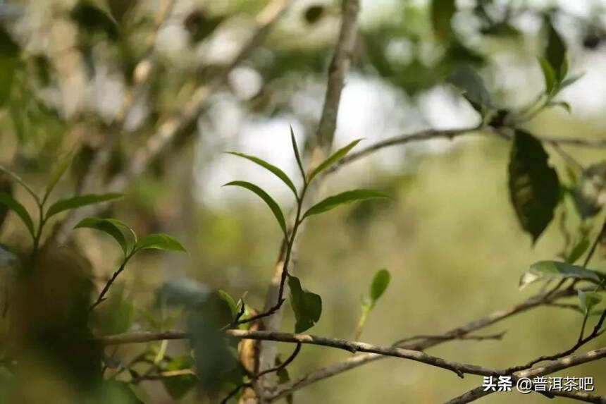 「干货分享」与铜箐河比邻而居的金厂河桃子山