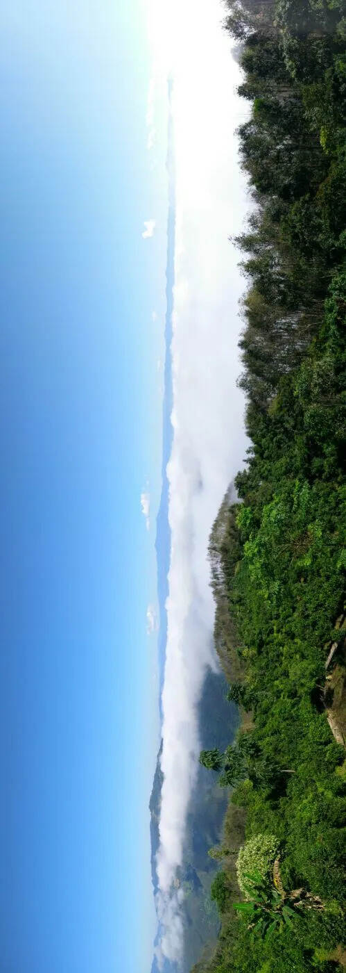 「普洱茶山行」云南普洱景迈山芒景村布朗族的家园普洱茶的故乡