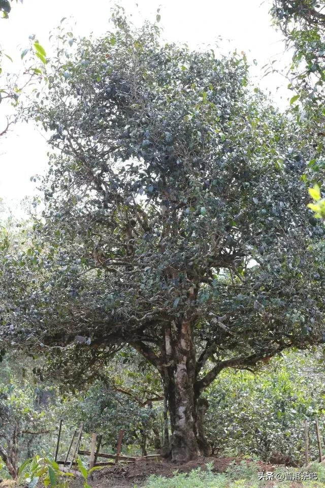 「干货分享」访布朗山，走进深山老林