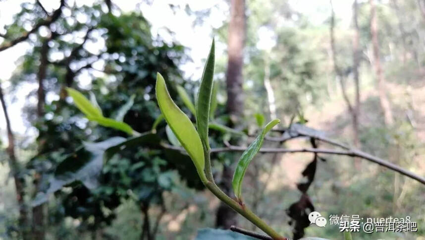 「干货分享」曼松王子山，独特的中小叶种珍品