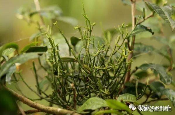 品一盏普洱香茶！聚焦景迈山古茶林文化景观