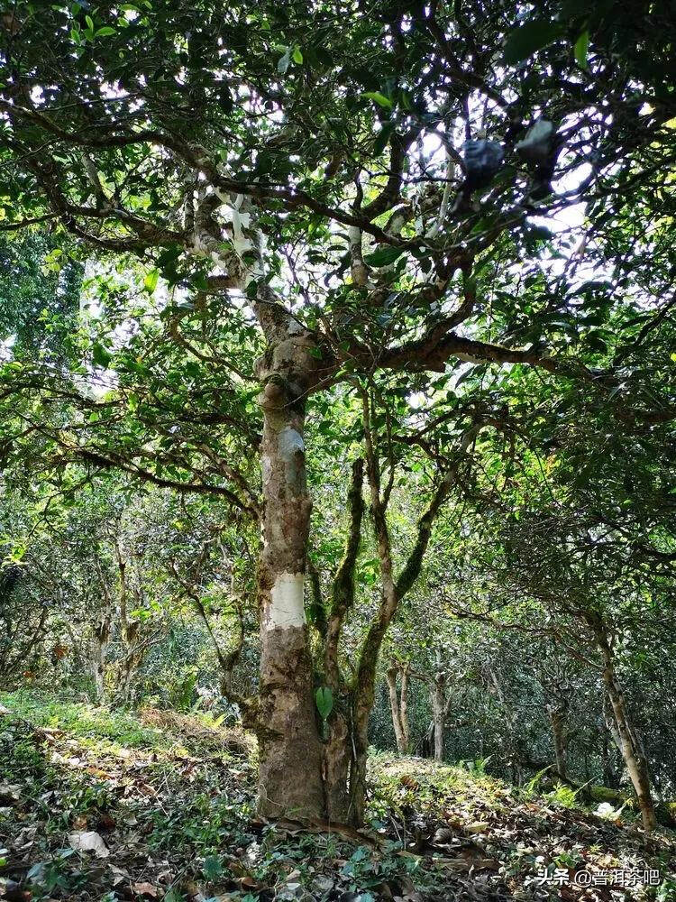 「普洱茶山行」云南普洱景迈山芒景村布朗族的家园普洱茶的故乡