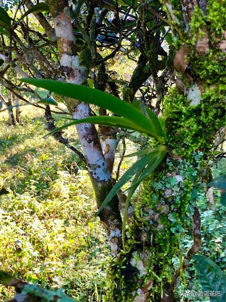 「普洱茶山行」干货分享贺开古树普洱茶兰香扑面何处来？