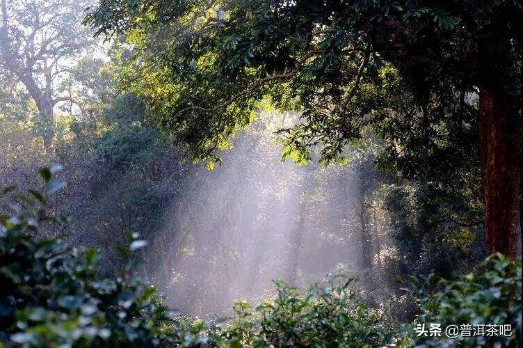 「干货分享」申报世界遗产景迈千年万亩古茶园景美茶香甜