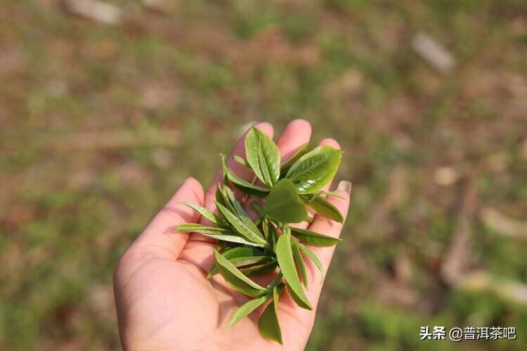 茶菁采下后须要注意的几个小技巧