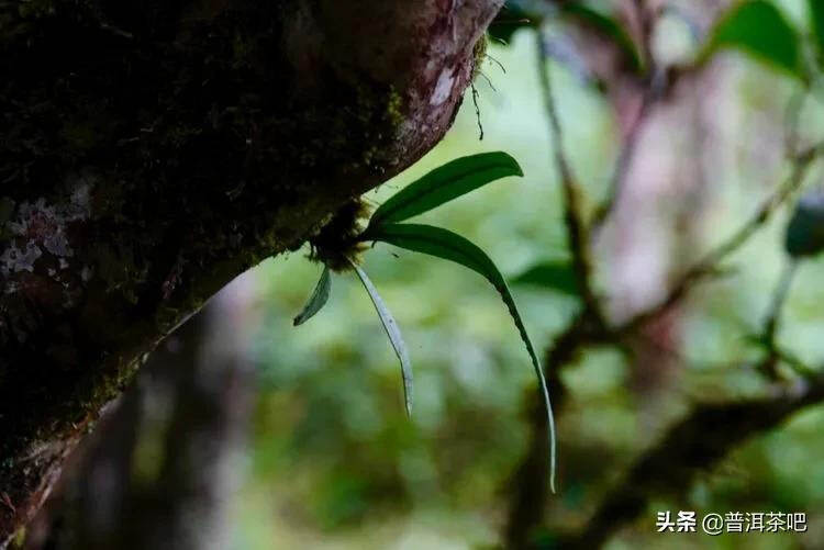 「普洱茶山行」班盆的古茶园宛如原始森林