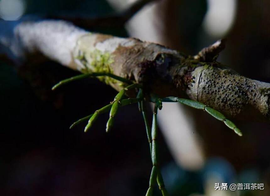 「多图欣赏」景迈，心中的蜜香之境