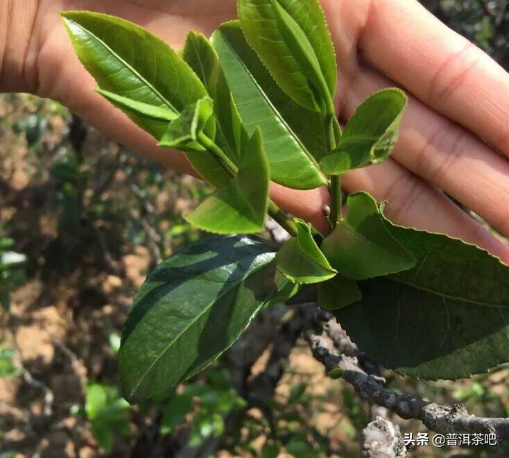 勐海茶区面积最大的古茶园有哪些？