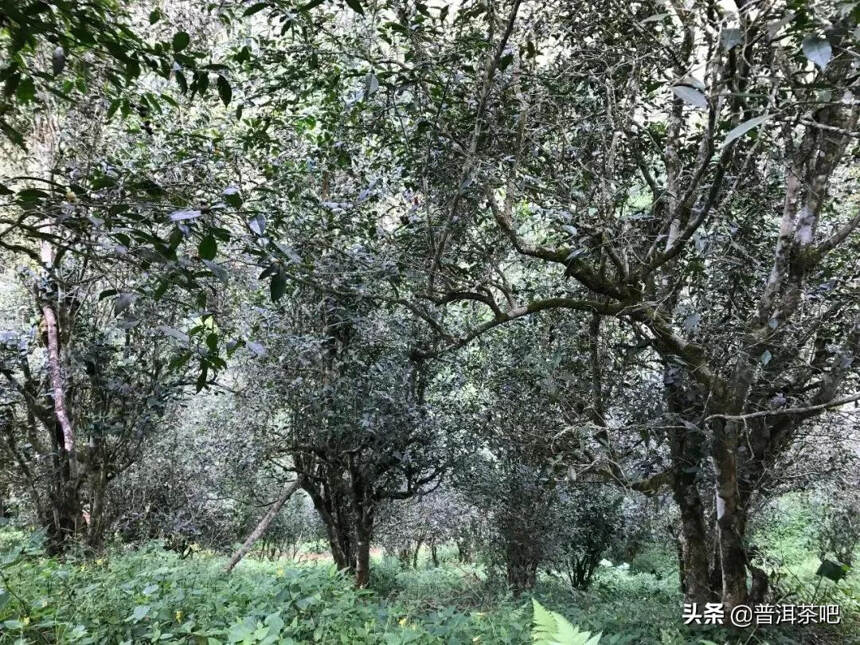 「干货分享」倚邦猫耳朵古树春茶