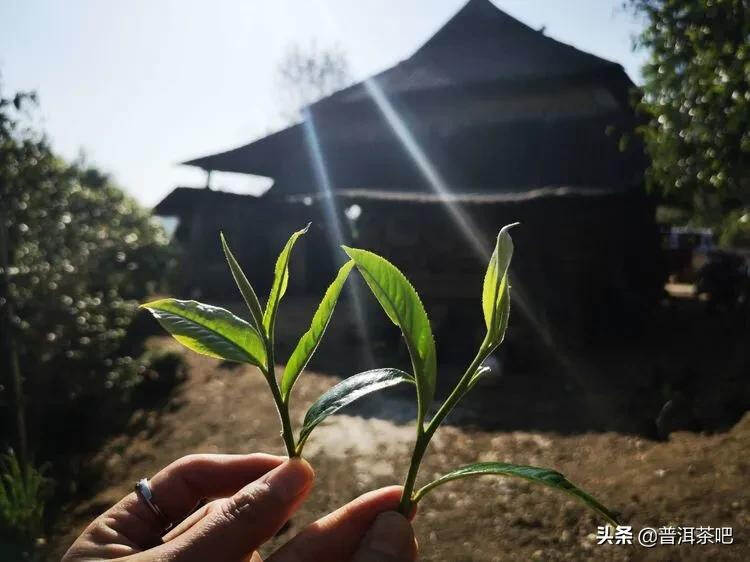 「干货分享」西双版纳普洱茶茶山行