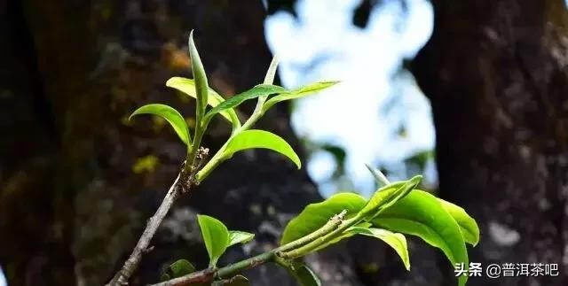 「答疑解惑」古树茶树龄越大，品质就越好吗？