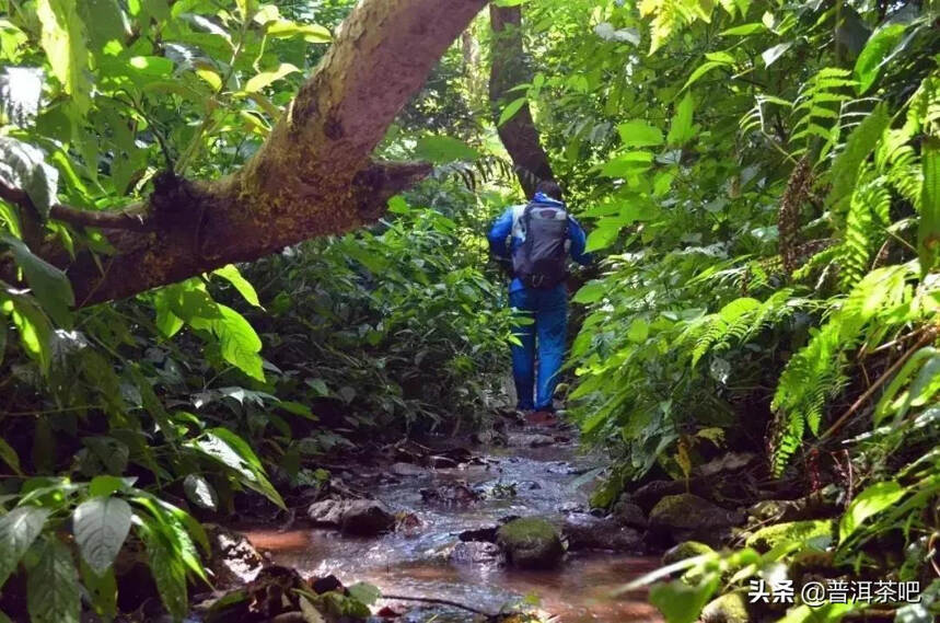 「干货分享」走进铜箐河，带你所见真实的铜箐河古茶园