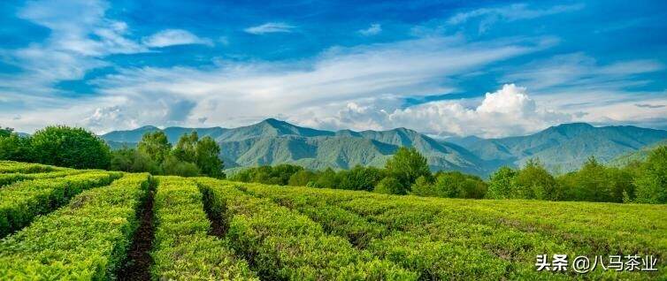 “战斗民族”的茶文化发展史，与中国有着莫大关联…