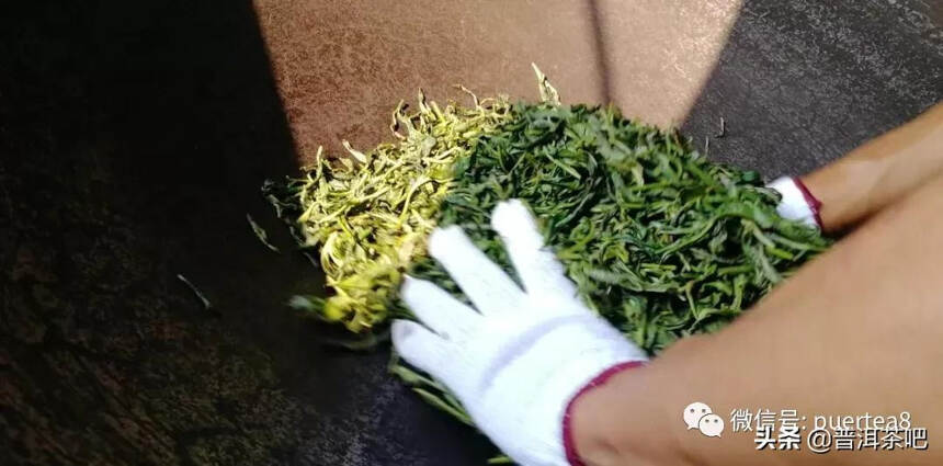 「答疑解惑」古树茶树龄越大，品质就越好吗？