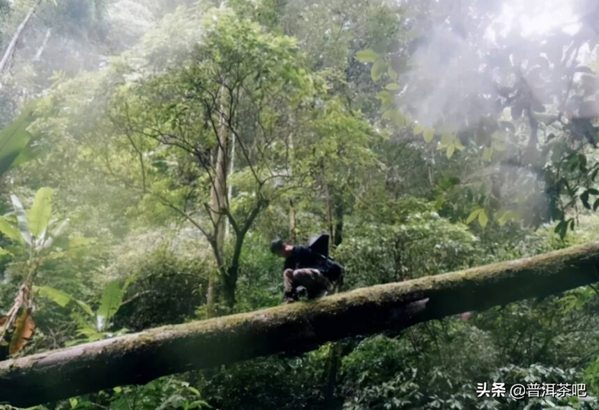 「干货分享」滑竹梁子&刮风寨，哪座茶山更能代表原始森林的味道