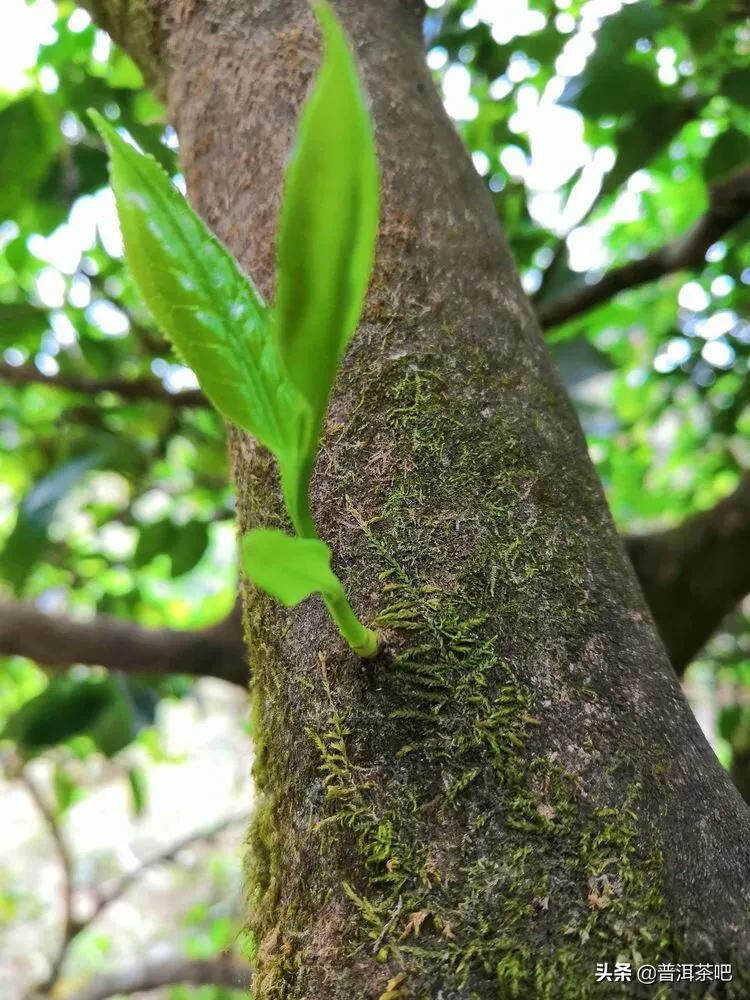 「干货分享」详细解析云南野生古树茶介绍