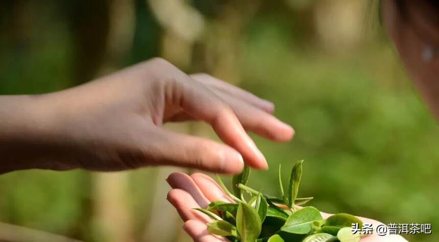 「干货分享」江内“古六大茶山”历史名茶划分之倚邦茶山