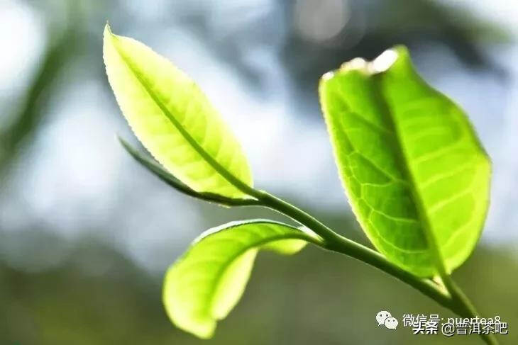 「干货分享」云南六大古茶山游记，还会发光的曼撒古茶山