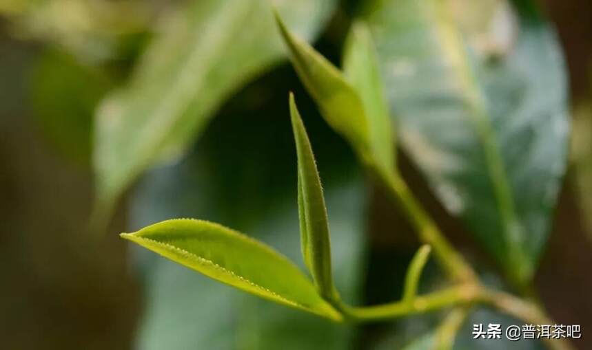 「干货分享」「瑶区」铜箐河百花潭：百花秘境 香韵犹存