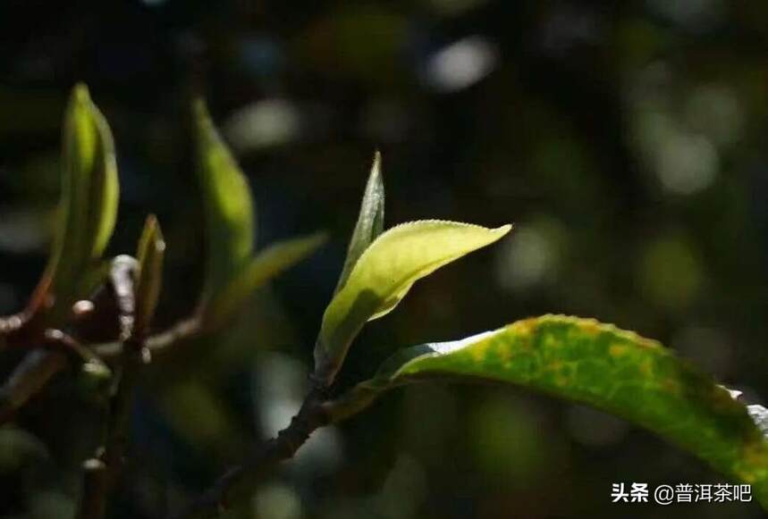 「干货分享」解析普洱茶古树茶