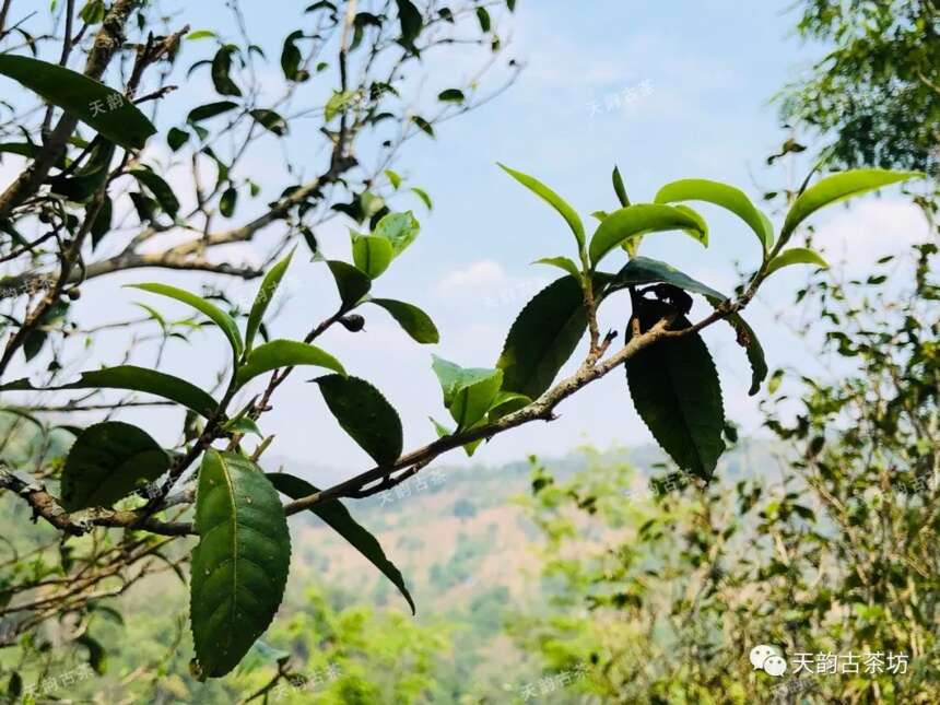 倚邦古树茶 | 万千味蕾绽放，绵密回甘轻柔