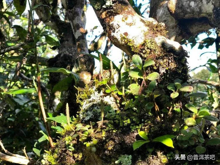 「普洱茶山行」干货分享贺开古树普洱茶兰香扑面何处来？