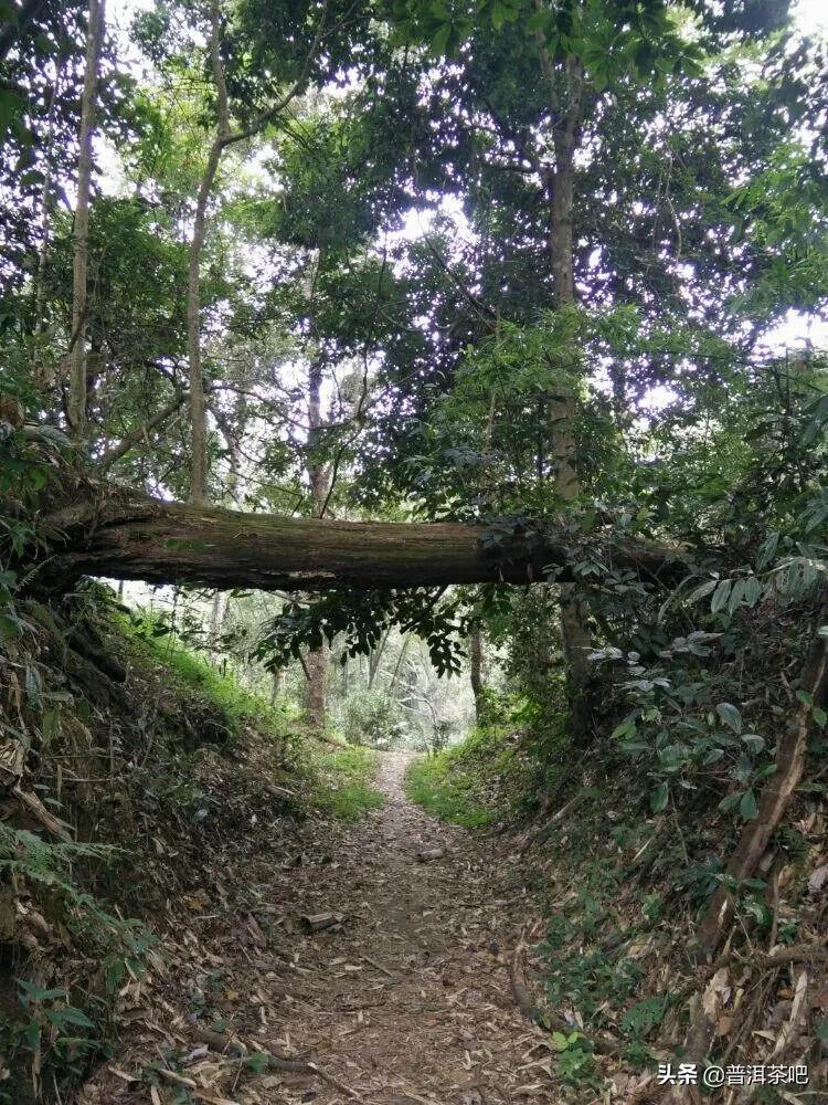 「普洱茶山行」云南普洱景迈山芒景村布朗族的家园普洱茶的故乡