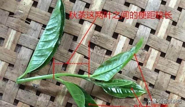 「入门干货」普洱春茶和秋茶各有什么特点？怎样辨识？