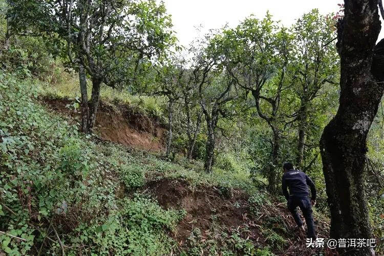 「干货分享」临沧东半山的“潜力股”坝歪古树茶口感特点怎么样？