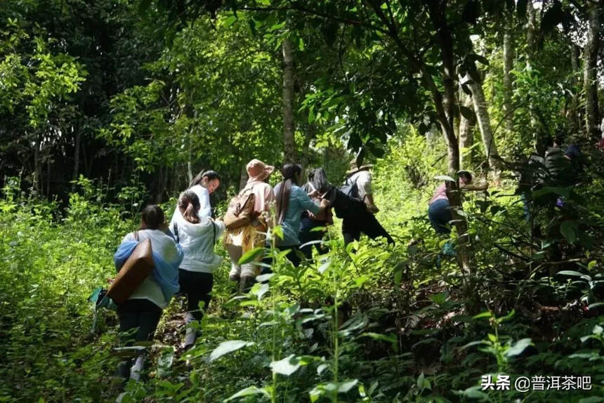 古六大茶山中保护最好、古茶园树遗存最多、产量最大的易武古茶山